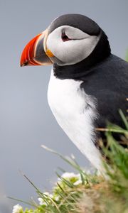 Preview wallpaper puffin, bird, beak, wildlife, grass, blur