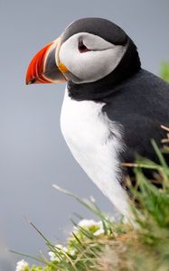 Preview wallpaper puffin, bird, beak, wildlife, grass, blur