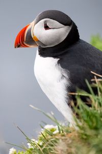 Preview wallpaper puffin, bird, beak, wildlife, grass, blur