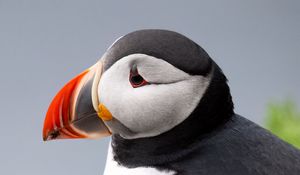 Preview wallpaper puffin, bird, beak, wildlife, grass, blur