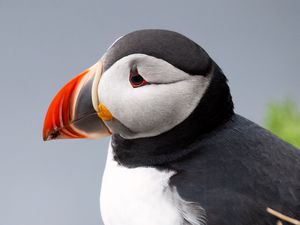 Preview wallpaper puffin, bird, beak, wildlife, grass, blur