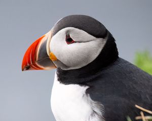 Preview wallpaper puffin, bird, beak, wildlife, grass, blur