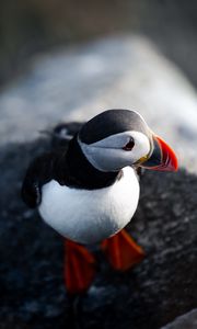 Preview wallpaper puffin, bird, beak, feathers