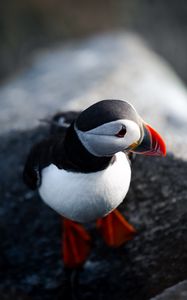 Preview wallpaper puffin, bird, beak, feathers