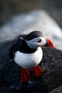 Preview wallpaper puffin, bird, beak, feathers
