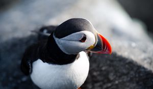 Preview wallpaper puffin, bird, beak, feathers