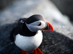 Preview wallpaper puffin, bird, beak, feathers