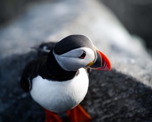 Preview wallpaper puffin, bird, beak, feathers