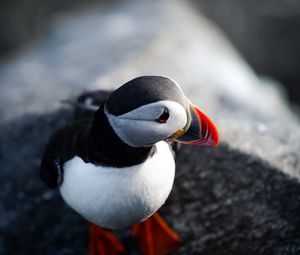 Preview wallpaper puffin, bird, beak, feathers