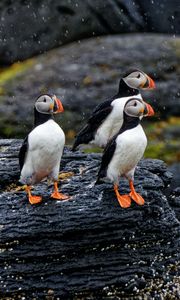 Preview wallpaper puffin, bird, beak, feathers, rain, rocks