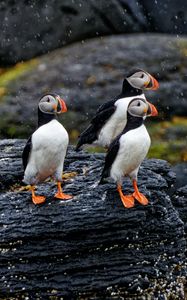 Preview wallpaper puffin, bird, beak, feathers, rain, rocks