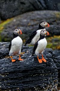 Preview wallpaper puffin, bird, beak, feathers, rain, rocks