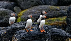 Preview wallpaper puffin, bird, beak, feathers, rain, rocks