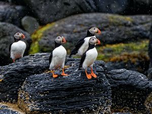 Preview wallpaper puffin, bird, beak, feathers, rain, rocks