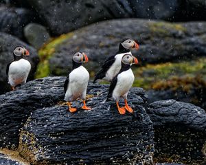 Preview wallpaper puffin, bird, beak, feathers, rain, rocks