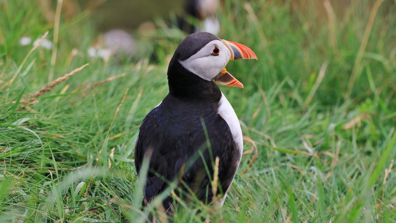 Wallpaper puffin, bird, beak, grasses, wildlife