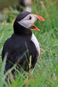 Preview wallpaper puffin, bird, beak, grasses, wildlife