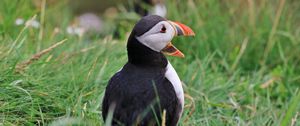 Preview wallpaper puffin, bird, beak, grasses, wildlife