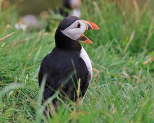 Preview wallpaper puffin, bird, beak, grasses, wildlife