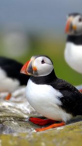 Preview wallpaper puffin, bird, flock, sit