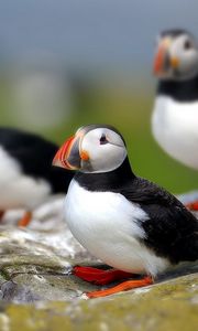 Preview wallpaper puffin, bird, flock, sit