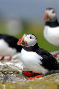 Preview wallpaper puffin, bird, flock, sit