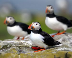 Preview wallpaper puffin, bird, flock, sit