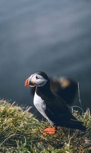 Preview wallpaper puffin, bird, grass, shore, wildlife