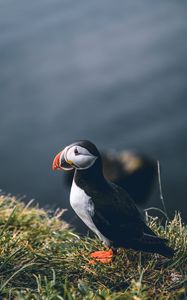 Preview wallpaper puffin, bird, grass, shore, wildlife