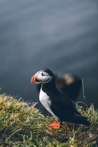 Preview wallpaper puffin, bird, grass, shore, wildlife