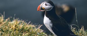 Preview wallpaper puffin, bird, grass, shore, wildlife