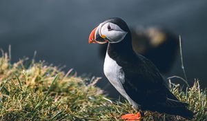 Preview wallpaper puffin, bird, grass, shore, wildlife