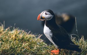 Preview wallpaper puffin, bird, grass, shore, wildlife