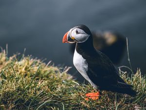 Preview wallpaper puffin, bird, grass, shore, wildlife