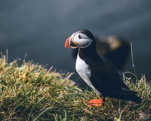 Preview wallpaper puffin, bird, grass, shore, wildlife