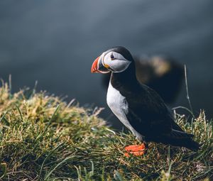 Preview wallpaper puffin, bird, grass, shore, wildlife