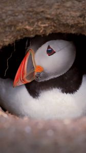 Preview wallpaper puffin, bird, wildlife, beak