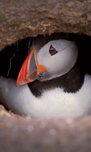 Preview wallpaper puffin, bird, wildlife, beak