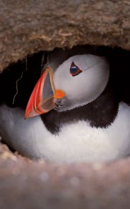 Preview wallpaper puffin, bird, wildlife, beak