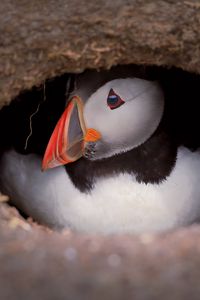 Preview wallpaper puffin, bird, wildlife, beak