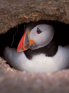 Preview wallpaper puffin, bird, wildlife, beak