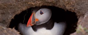 Preview wallpaper puffin, bird, wildlife, beak