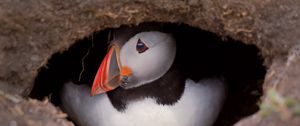 Preview wallpaper puffin, bird, wildlife, beak