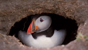 Preview wallpaper puffin, bird, wildlife, beak