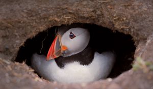 Preview wallpaper puffin, bird, wildlife, beak