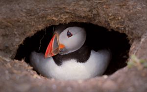 Preview wallpaper puffin, bird, wildlife, beak