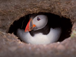 Preview wallpaper puffin, bird, wildlife, beak