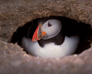 Preview wallpaper puffin, bird, wildlife, beak