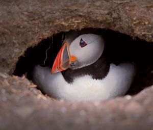 Preview wallpaper puffin, bird, wildlife, beak