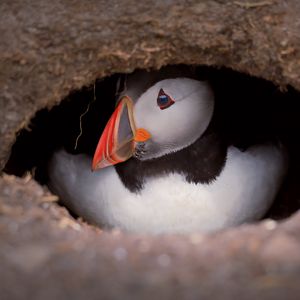 Preview wallpaper puffin, bird, wildlife, beak